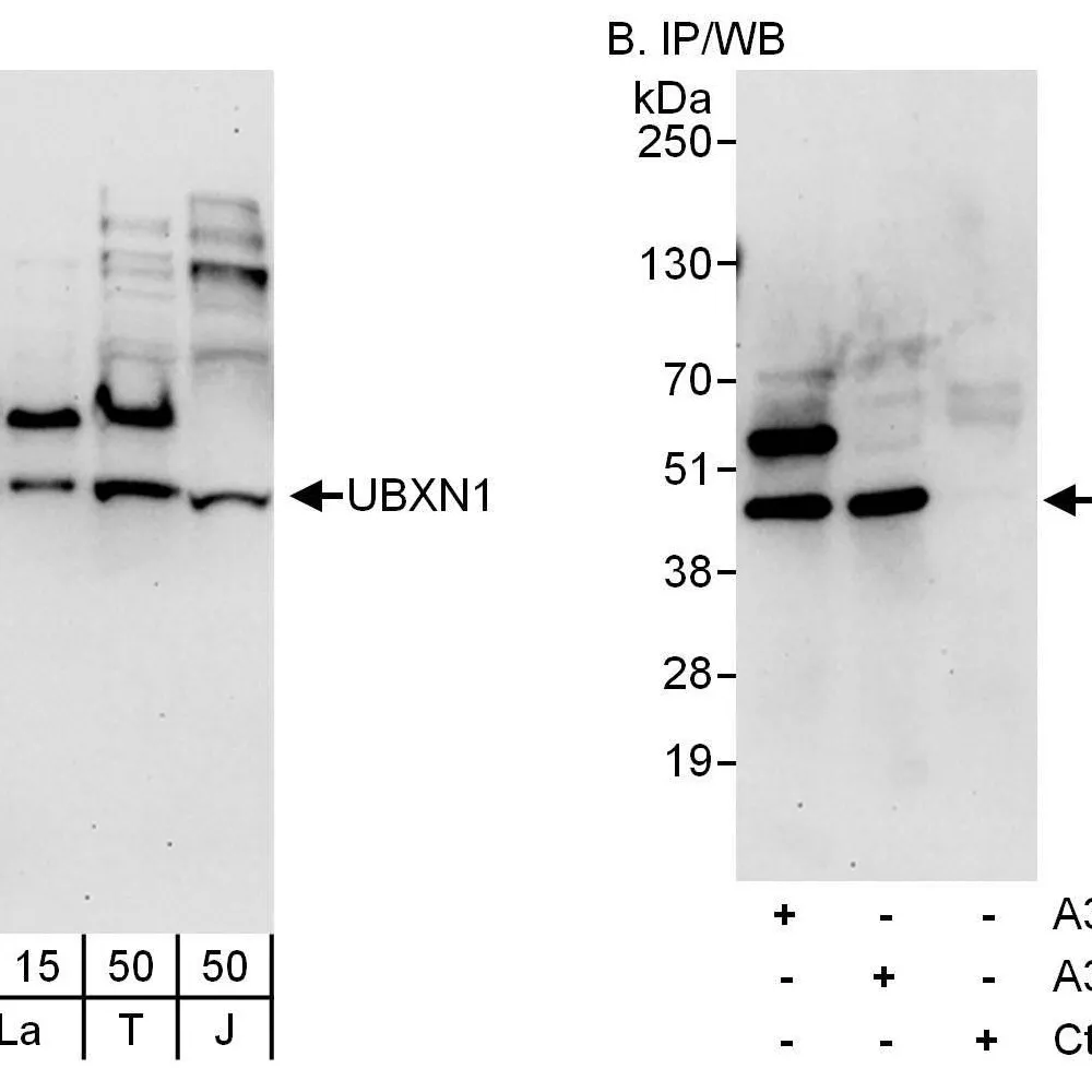 Rabbit anti-UBXN1 Antibody, Affinity Purified