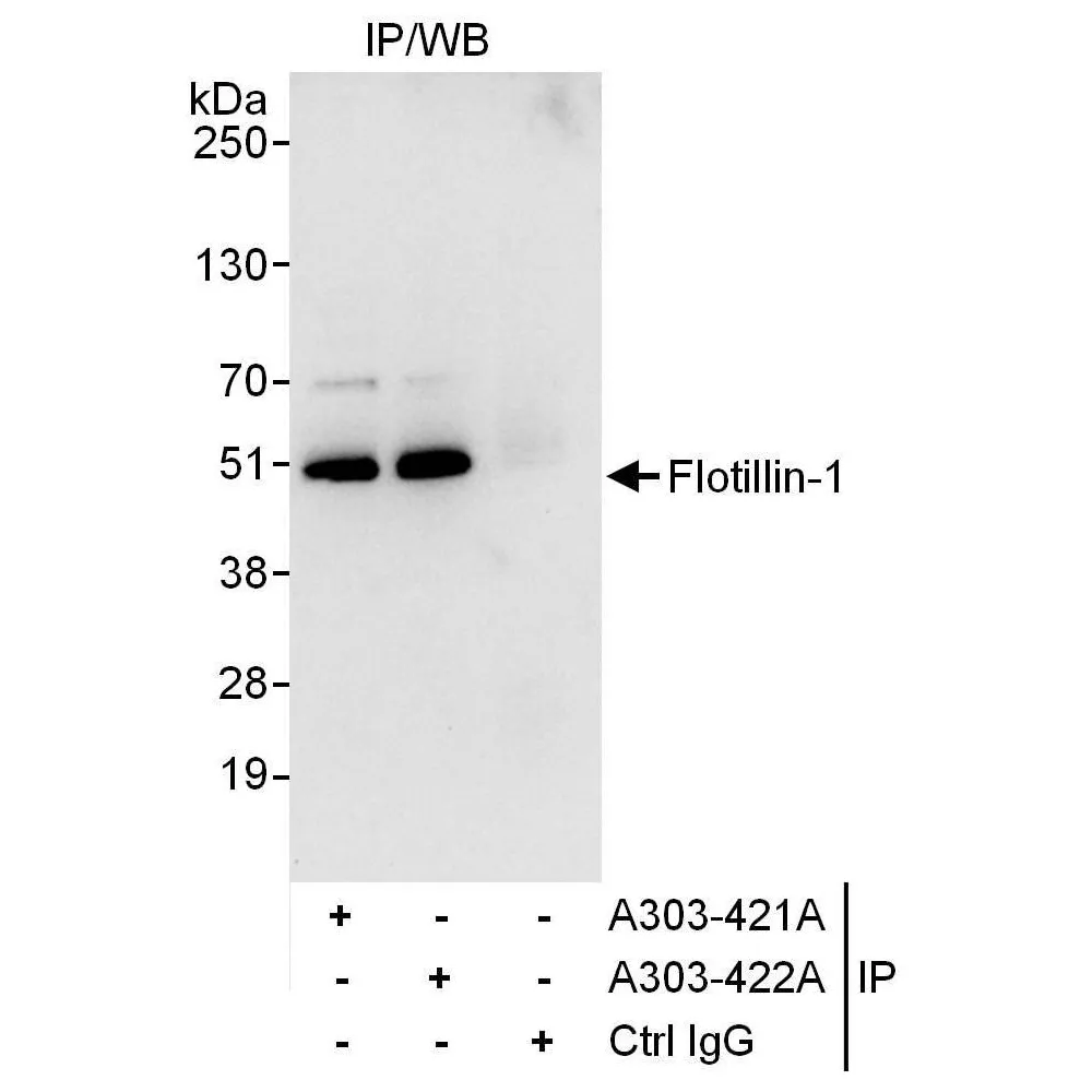 Rabbit anti-Flotillin-1 Antibody, Affinity Purified