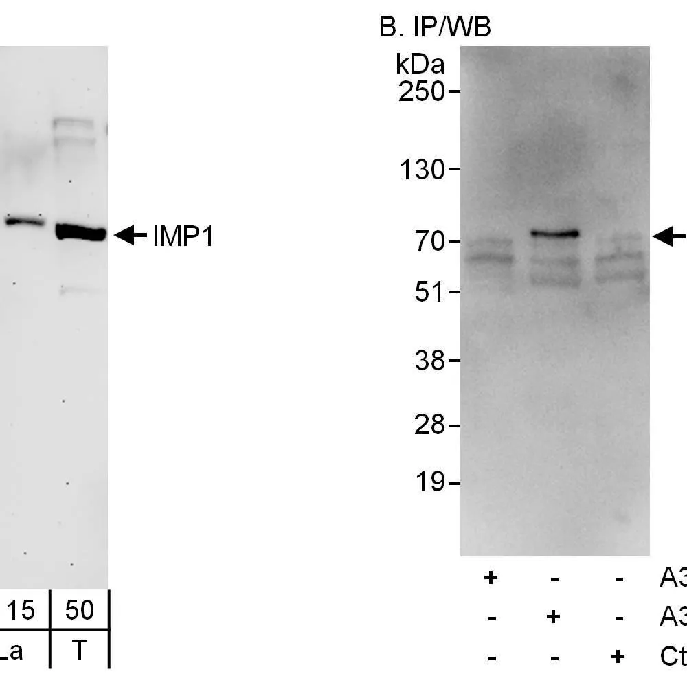 Rabbit anti-IMP1 Antibody, Affinity Purified