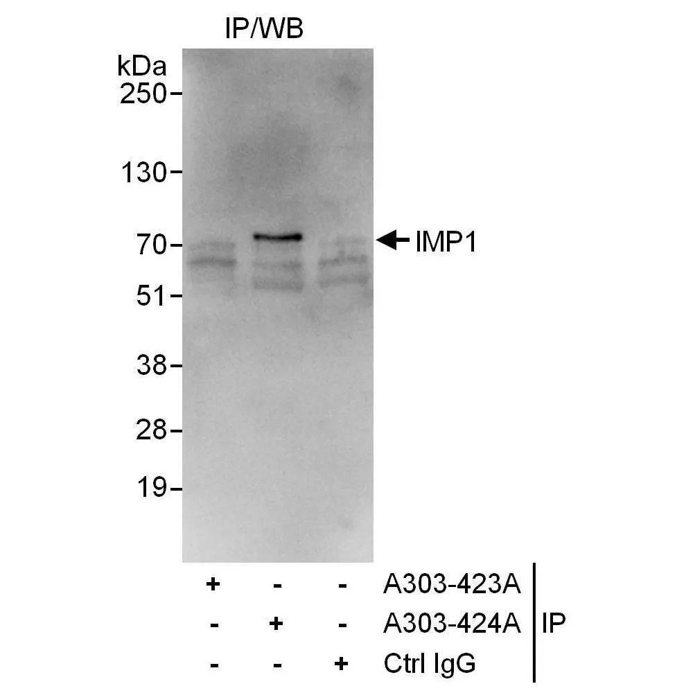 Rabbit anti-IMP1 Antibody, Affinity Purified