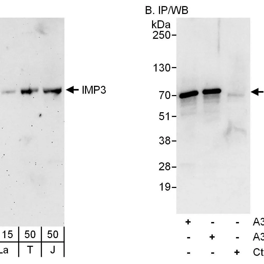 Rabbit anti-IMP3 Antibody, Affinity Purified