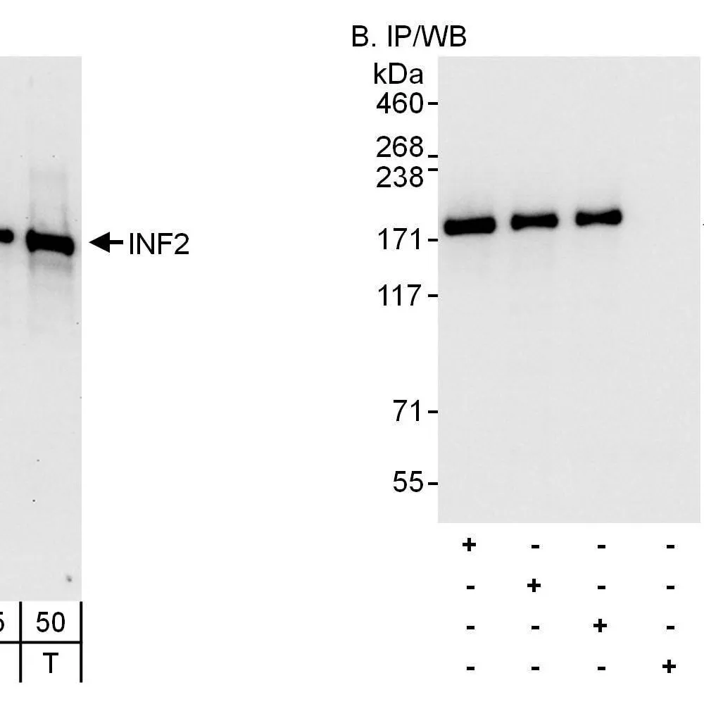 Rabbit anti-INF2 Antibody, Affinity Purified