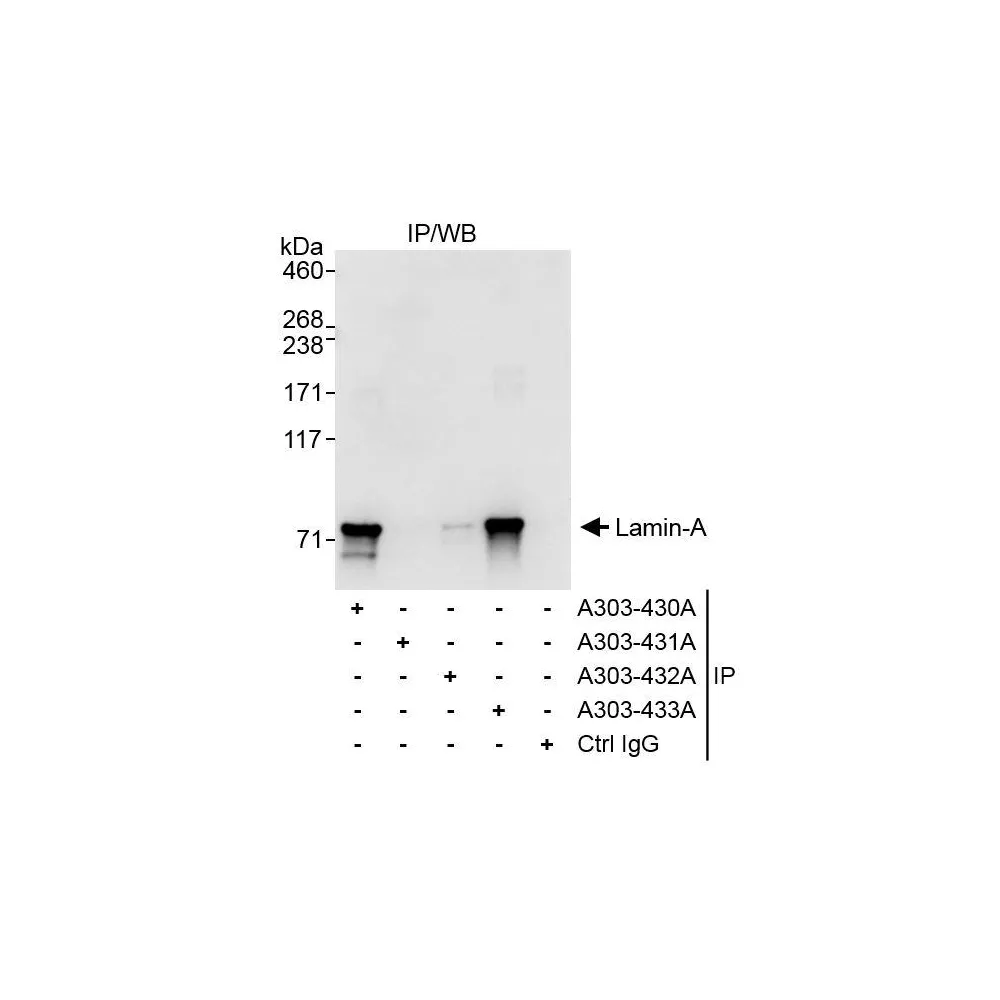 Rabbit anti-Lamin-A Antibody, Affinity Purified