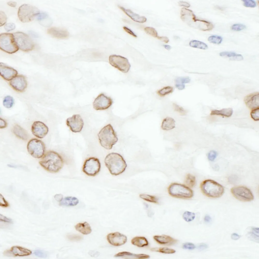 Rabbit anti-Lamin-A Antibody, Affinity Purified