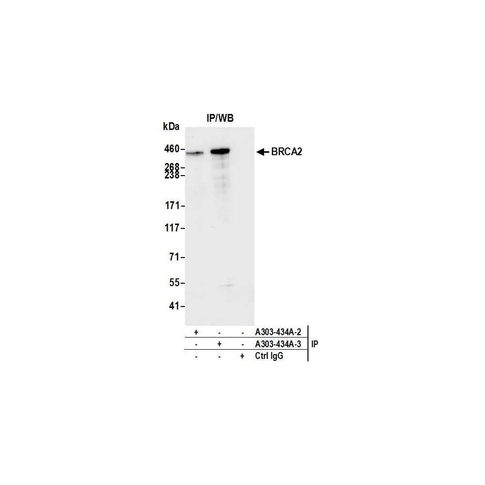 Rabbit anti-BRCA2 Antibody, Affinity Purified