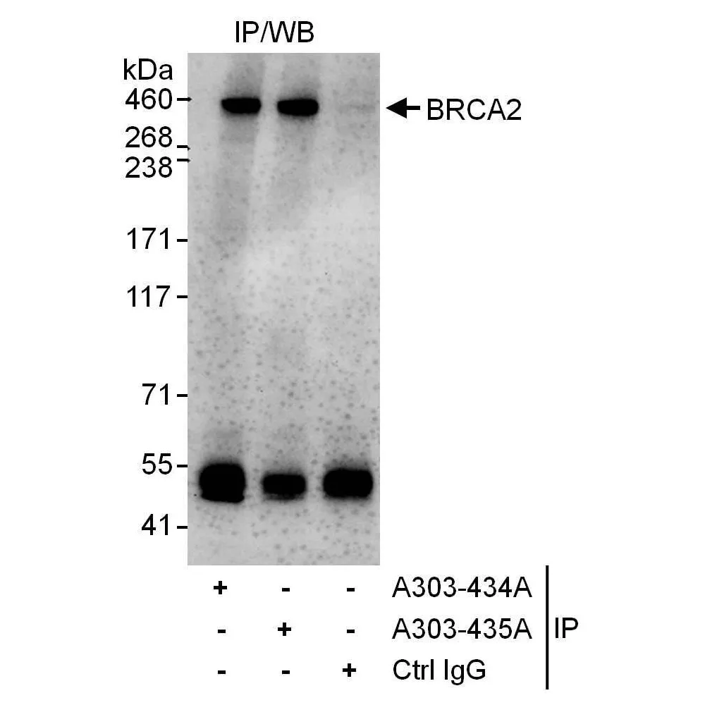 Rabbit anti-BRCA2 Antibody, Affinity Purified