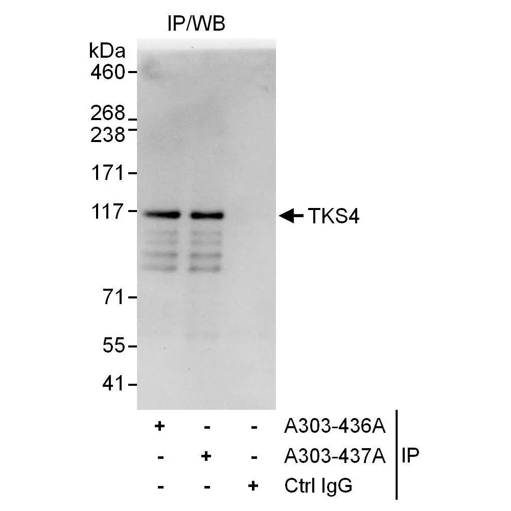 Rabbit anti-TKS4 Antibody, Affinity Purified