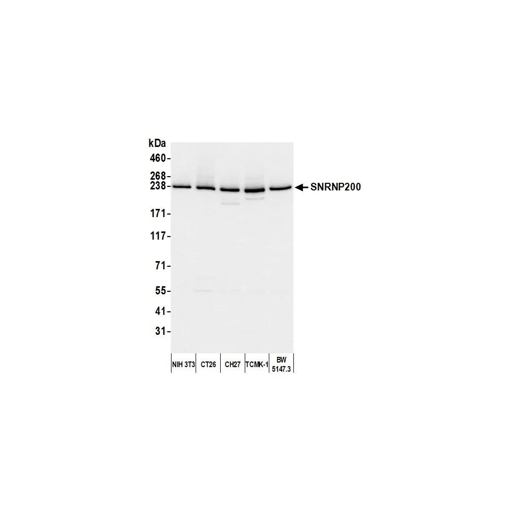 Rabbit anti-SNRNP200 Antibody, Affinity Purified