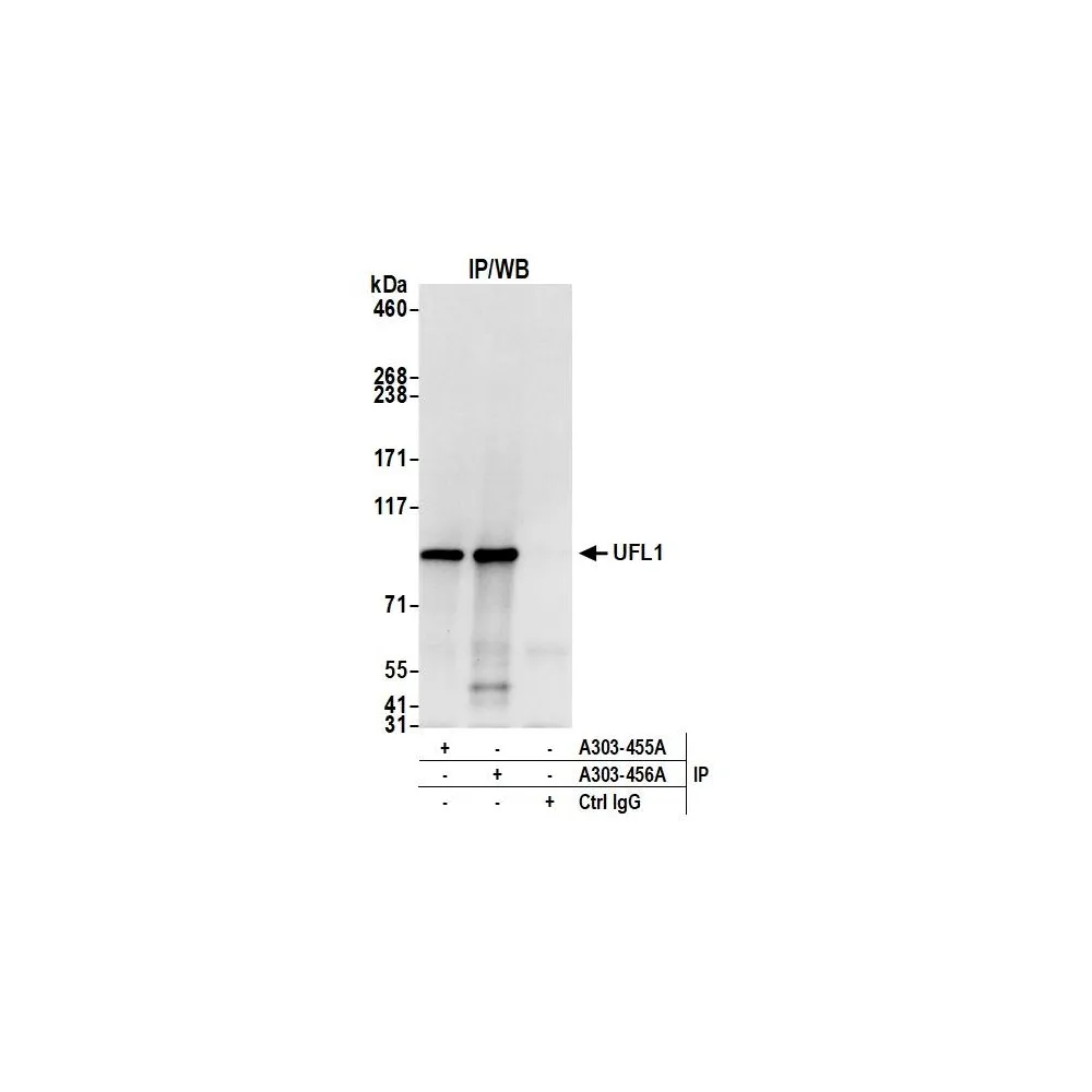 Rabbit anti-UFL1 Antibody, Affinity Purified