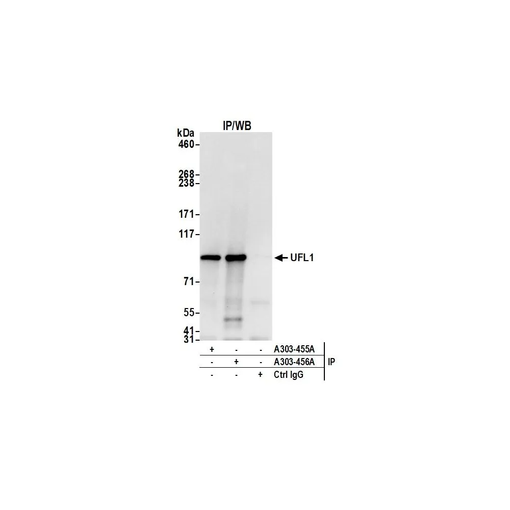 Rabbit anti-UFL1 Antibody, Affinity Purified