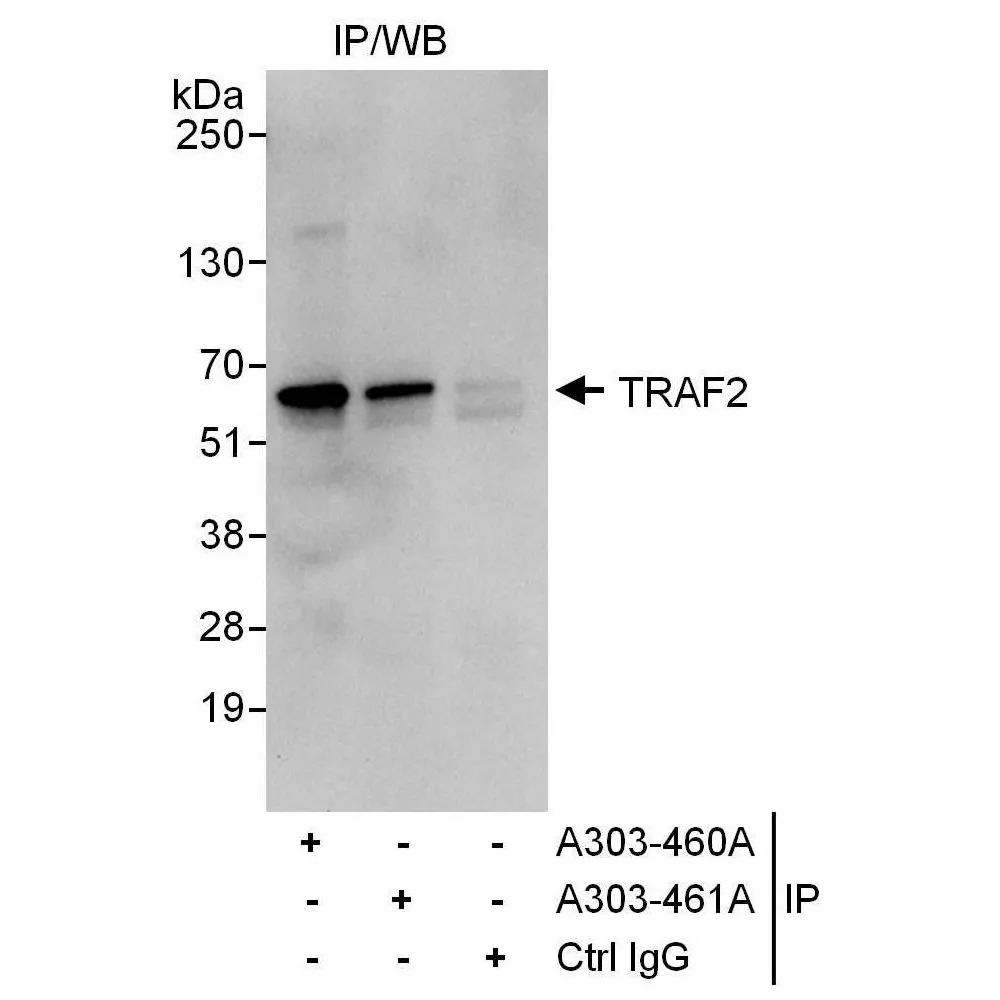 Rabbit anti-TRAF2 Antibody, Affinity Purified