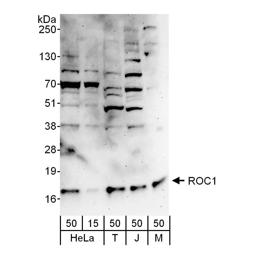 Rabbit anti-ROC1 Antibody, Affinity Purified