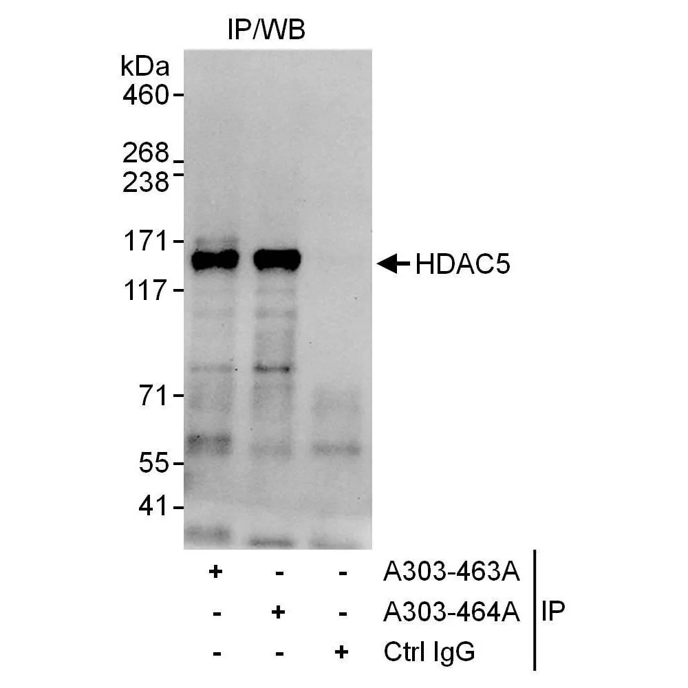 Rabbit anti-HDAC5 Antibody, Affinity Purified