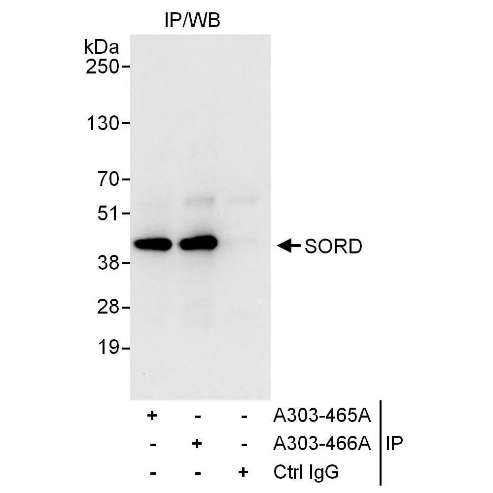 Rabbit anti-SORD Antibody, Affinity Purified