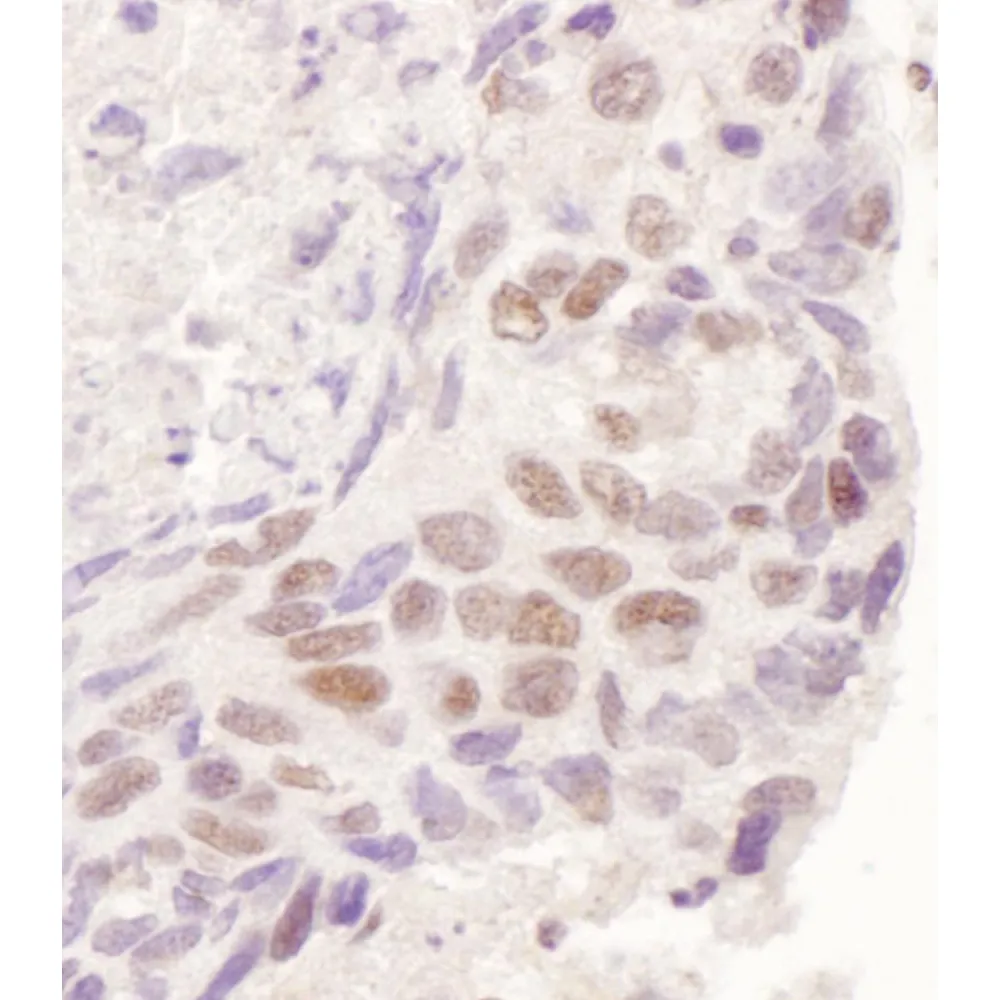 Rabbit anti-GR Antibody, Affinity Purified