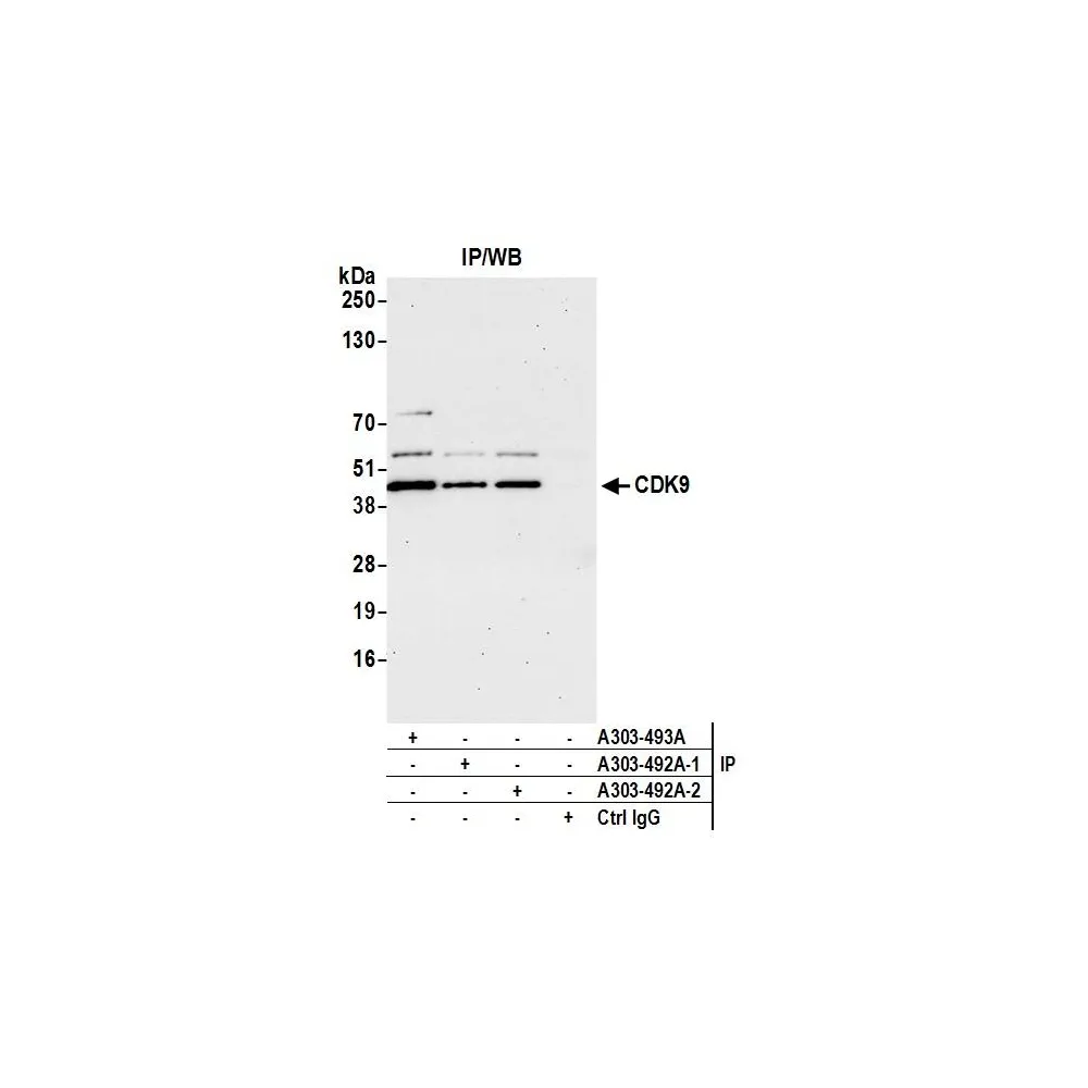 Rabbit anti-CDK9 Antibody, Affinity Purified