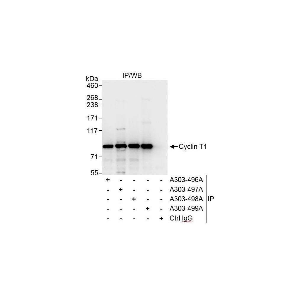Rabbit anti-Cyclin T1 Antibody, Affinity Purified