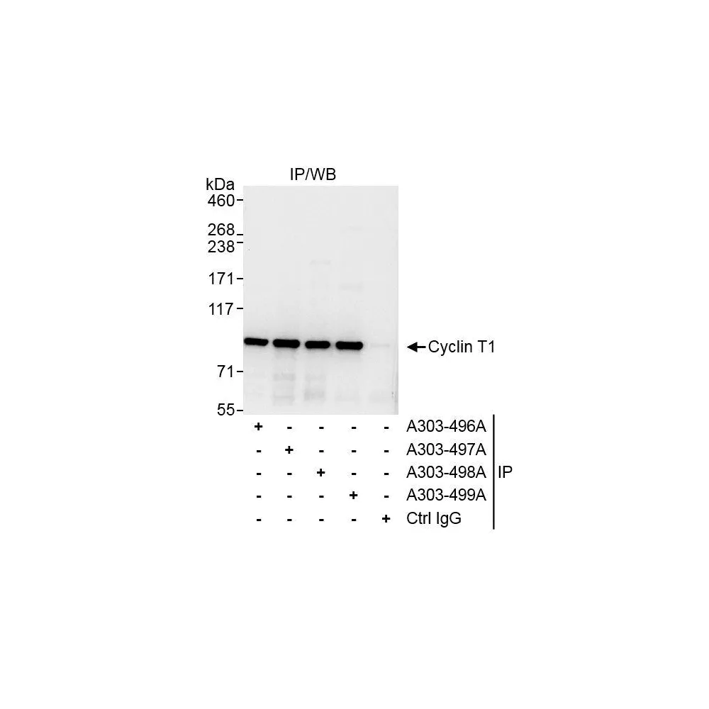 Rabbit anti-Cyclin T1 Antibody, Affinity Purified