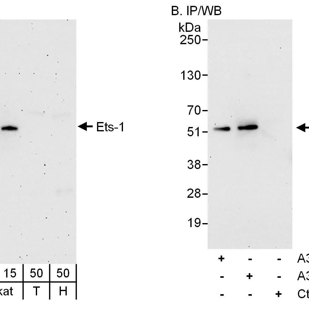 Rabbit anti-Ets-1 Antibody, Affinity Purified