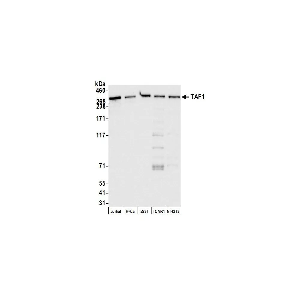 Rabbit anti-TAF1 Antibody, Affinity Purified