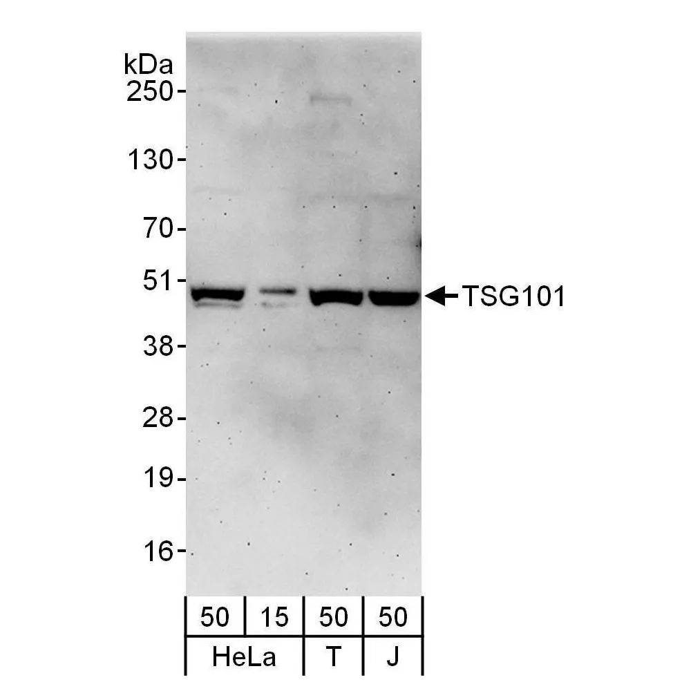 Rabbit anti-TSG101 Antibody, Affinity Purified