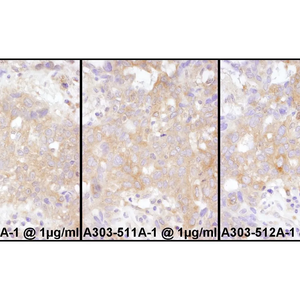 Rabbit anti-STAT2 Antibody, Affinity Purified