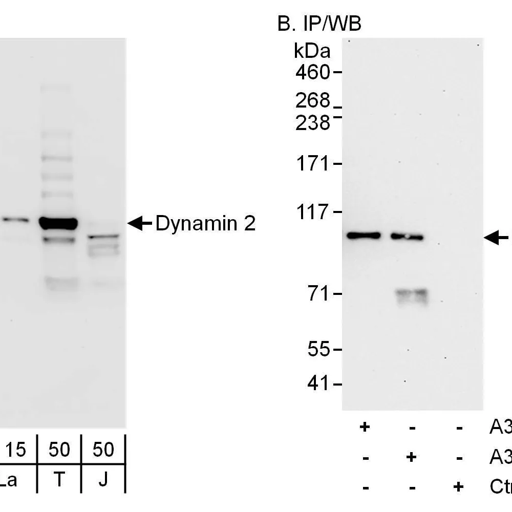 Rabbit anti-Dynamin 2 Antibody, Affinity Purified