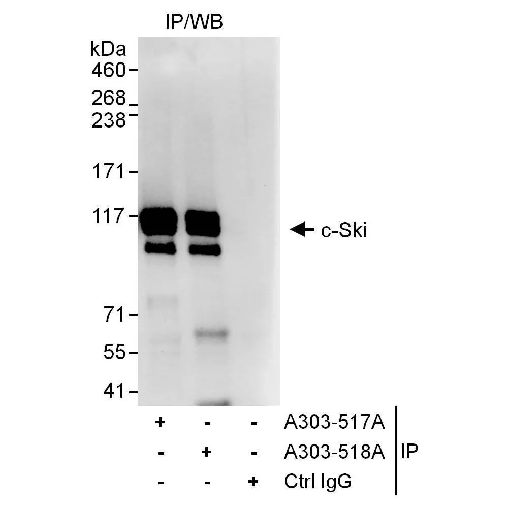 Rabbit anti-c-Ski Antibody, Affinity Purified