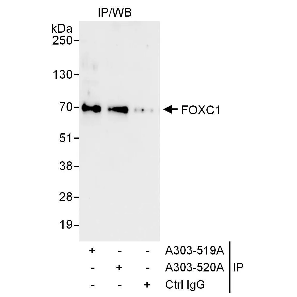 Rabbit anti-FOXC1 Antibody, Affinity Purified