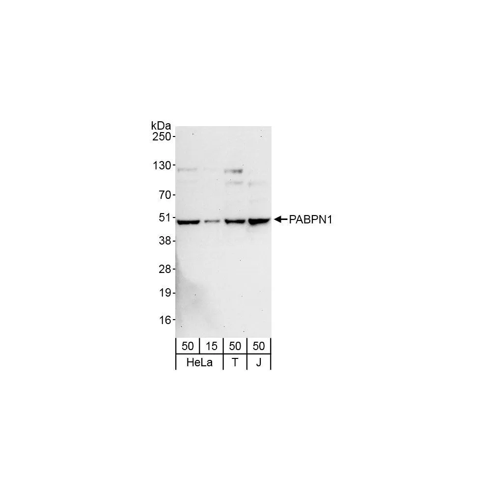 Rabbit anti-PABPN1 Antibody, Affinity Purified