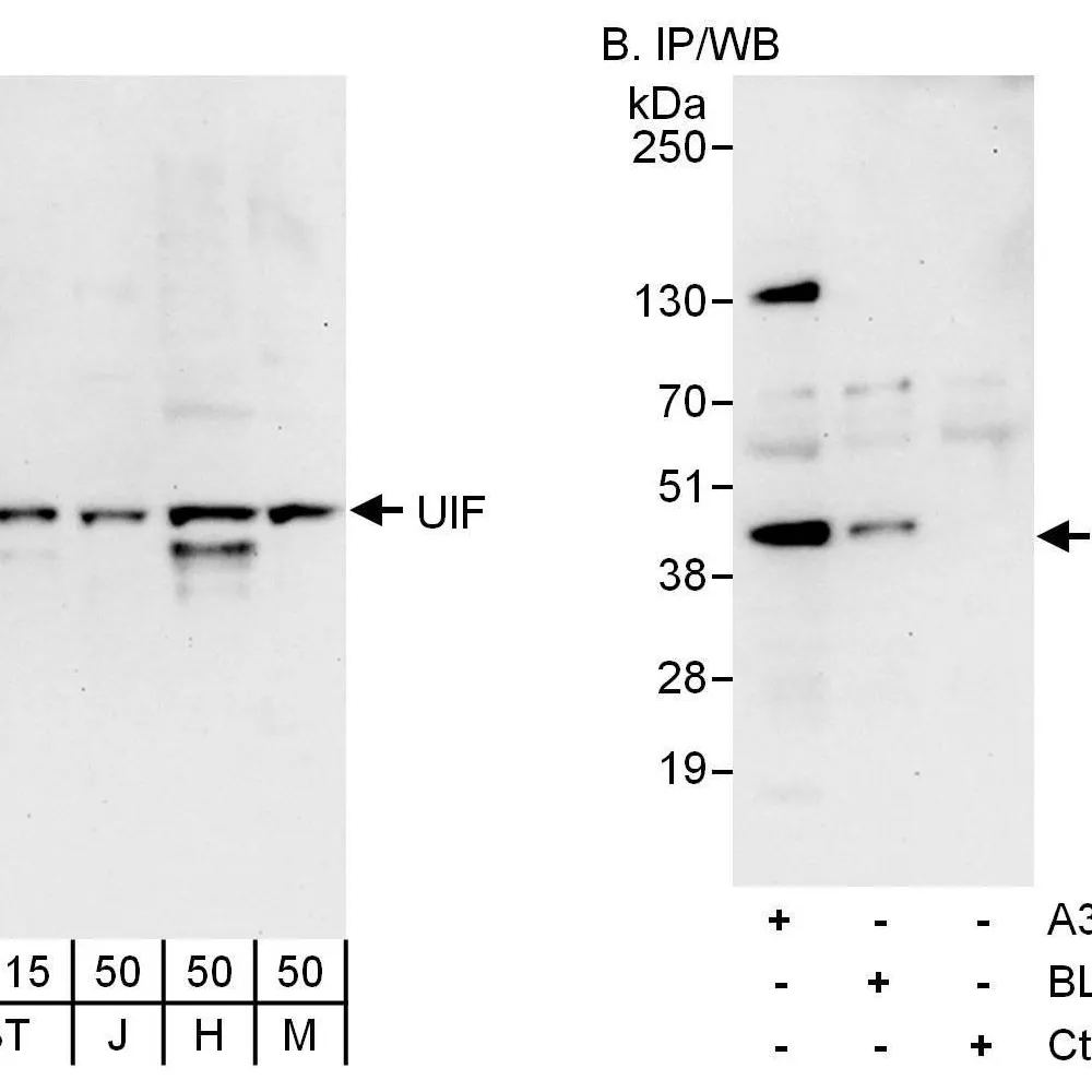 Rabbit anti-UIF Antibody, Affinity Purified