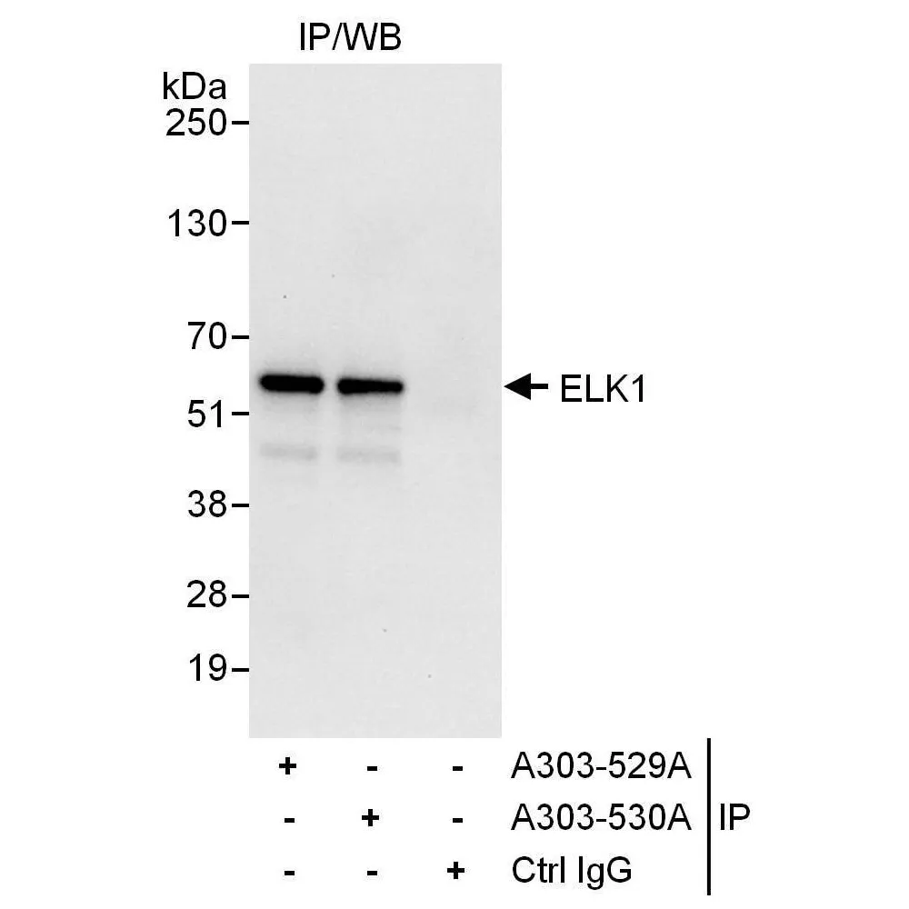 Rabbit anti-ELK1 Antibody, Affinity Purified