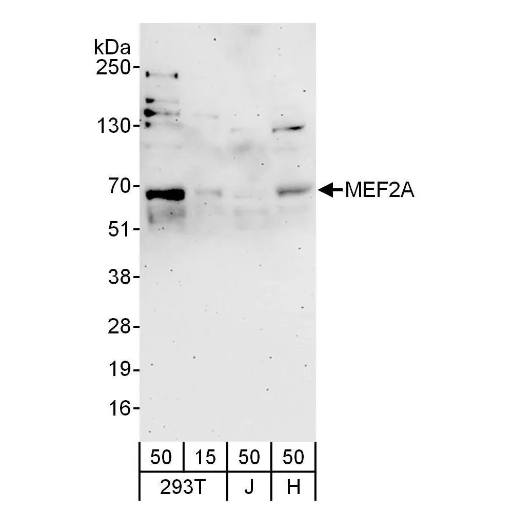 Rabbit anti-MEF2A Antibody, Affinity Purified