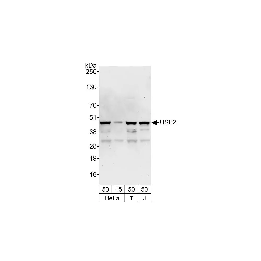 Rabbit anti-USF2 Antibody, Affinity Purified