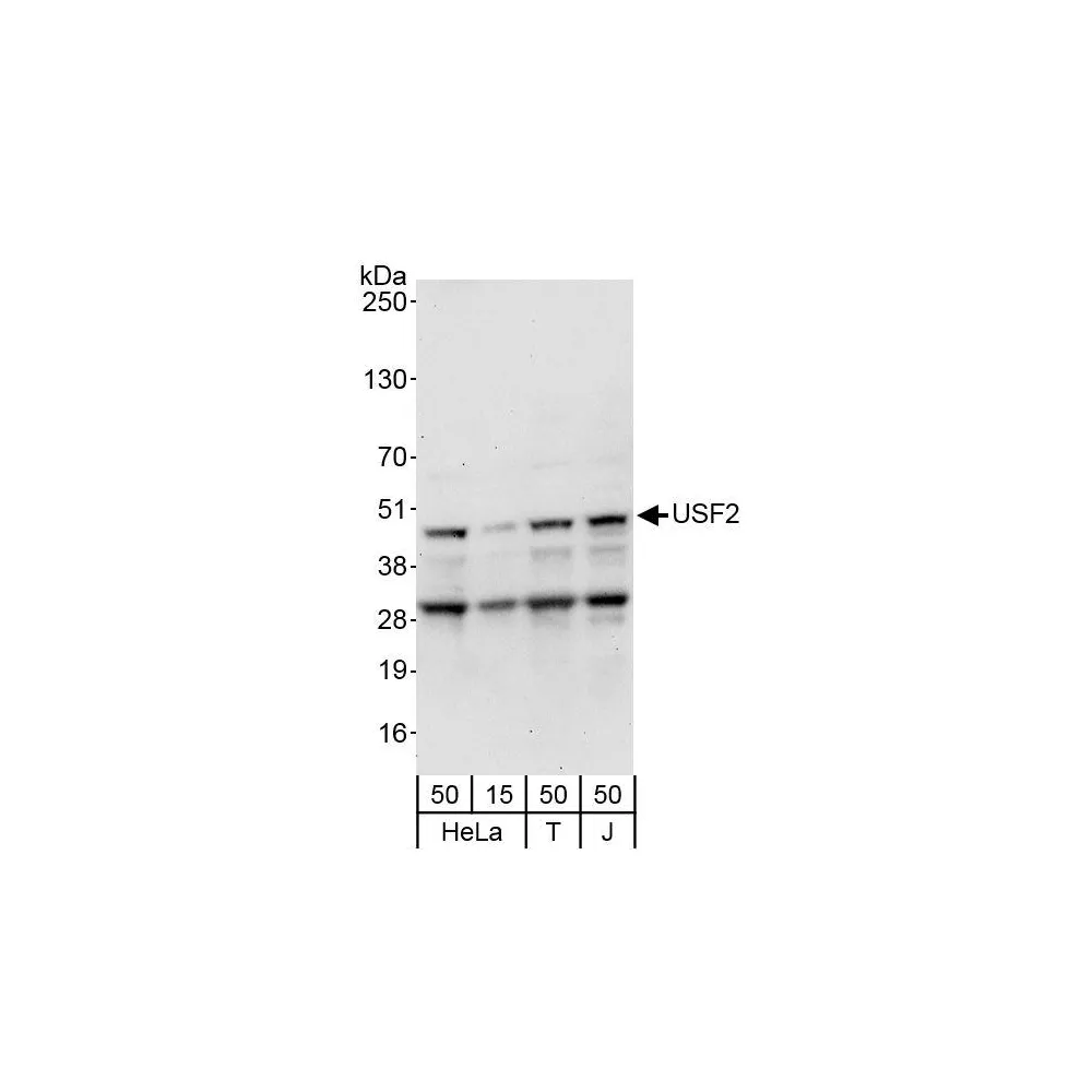 Rabbit anti-USF2 Antibody, Affinity Purified