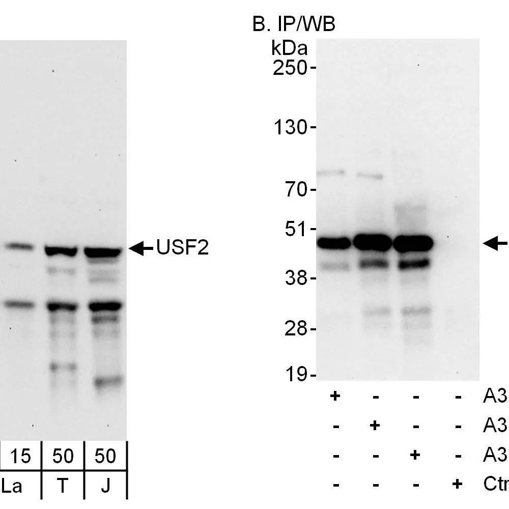 Rabbit anti-USF2 Antibody, Affinity Purified