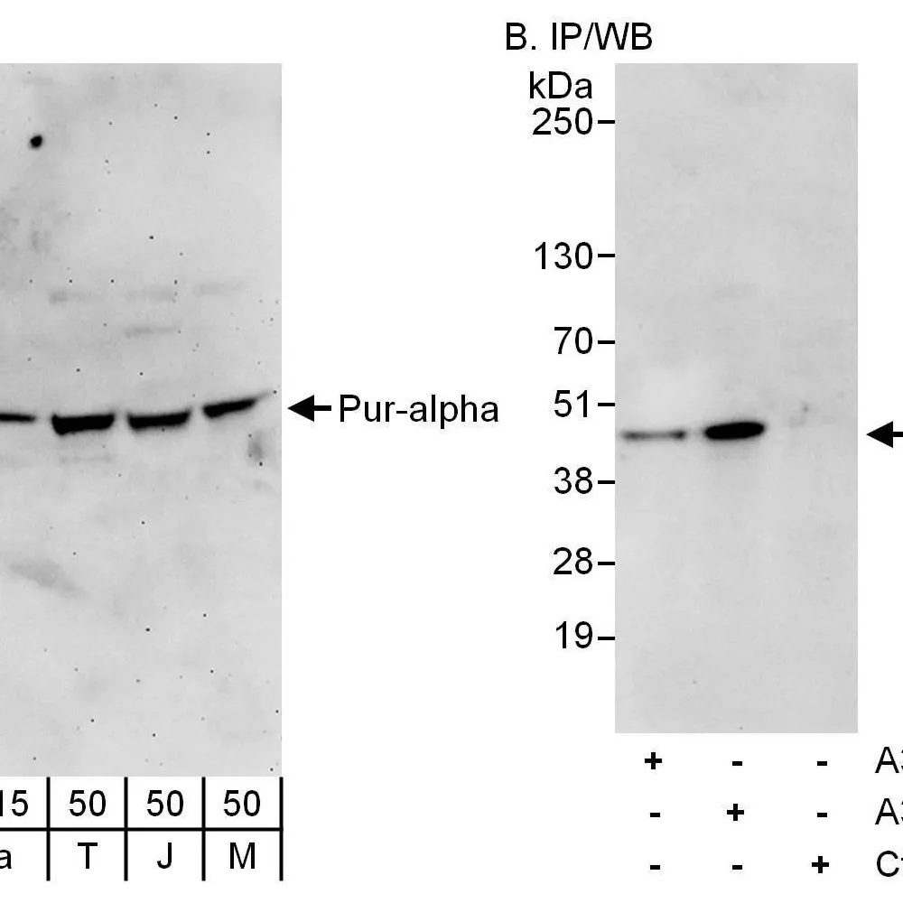 Rabbit anti-Pur-alpha Antibody, Affinity Purified