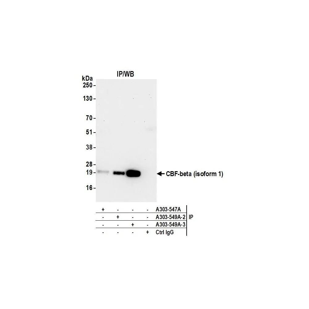 Rabbit anti-CBF-beta (isoform 1) Antibody, Affinity Purified
