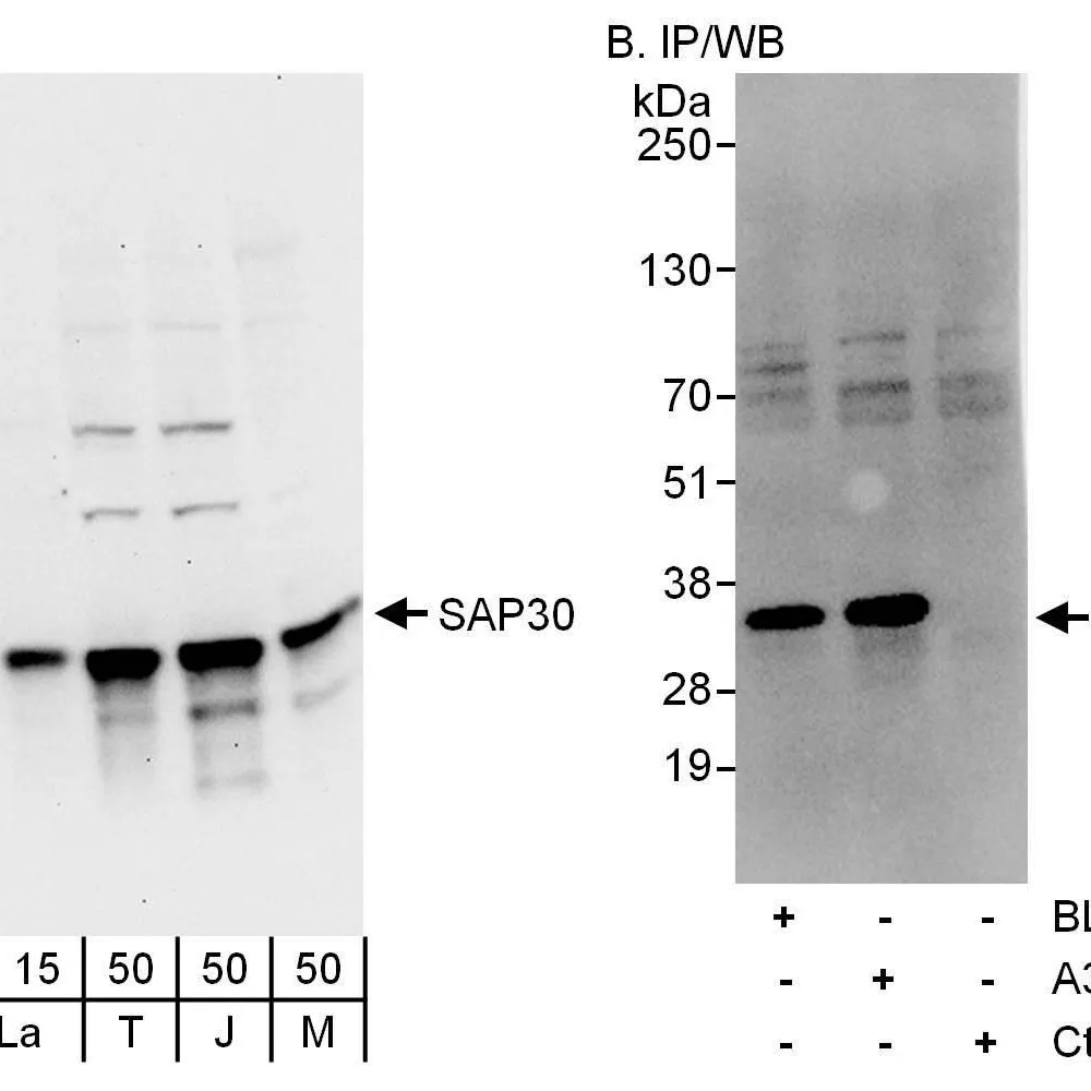Rabbit anti-SAP30 Antibody, Affinity Purified