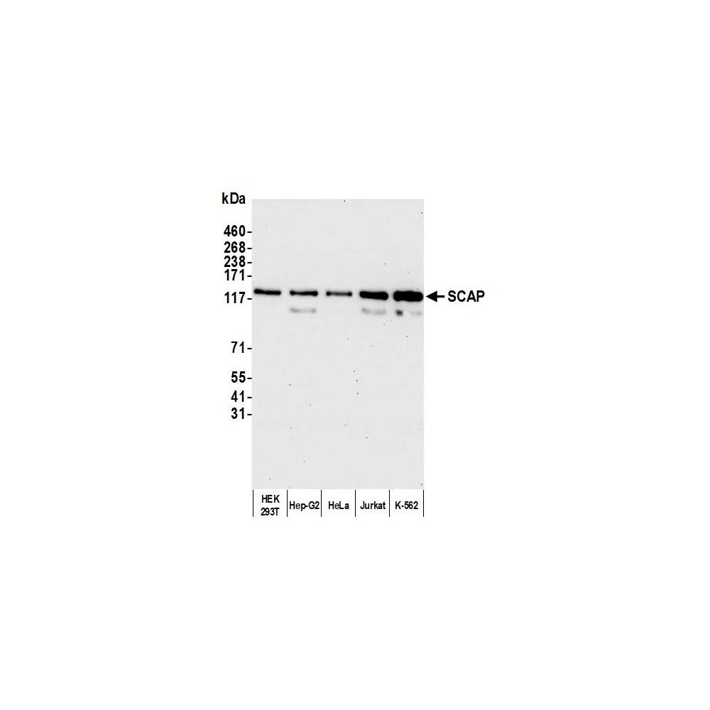 Rabbit anti-SCAP Antibody, Affinity Purified
