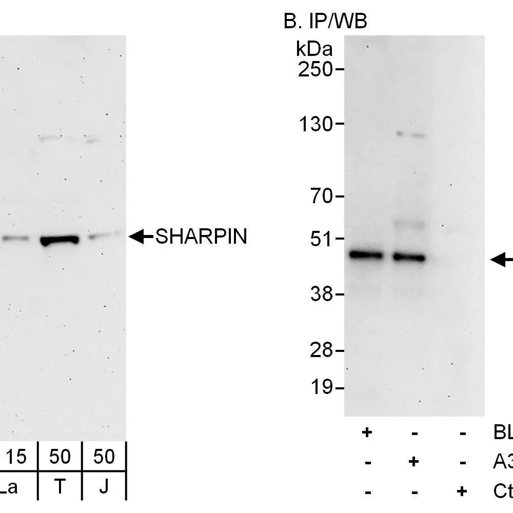 Rabbit anti-SHARPIN Antibody, Affinity Purified