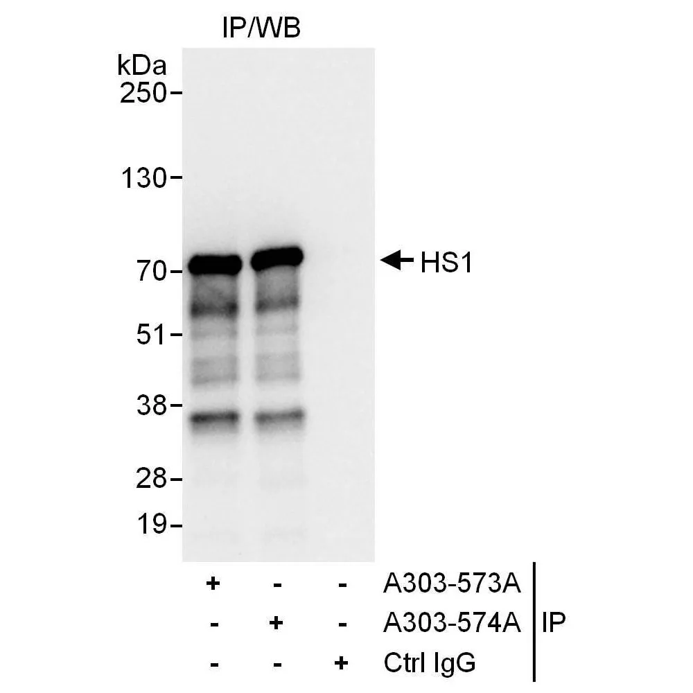 Rabbit anti-HS1 Antibody, Affinity Purified