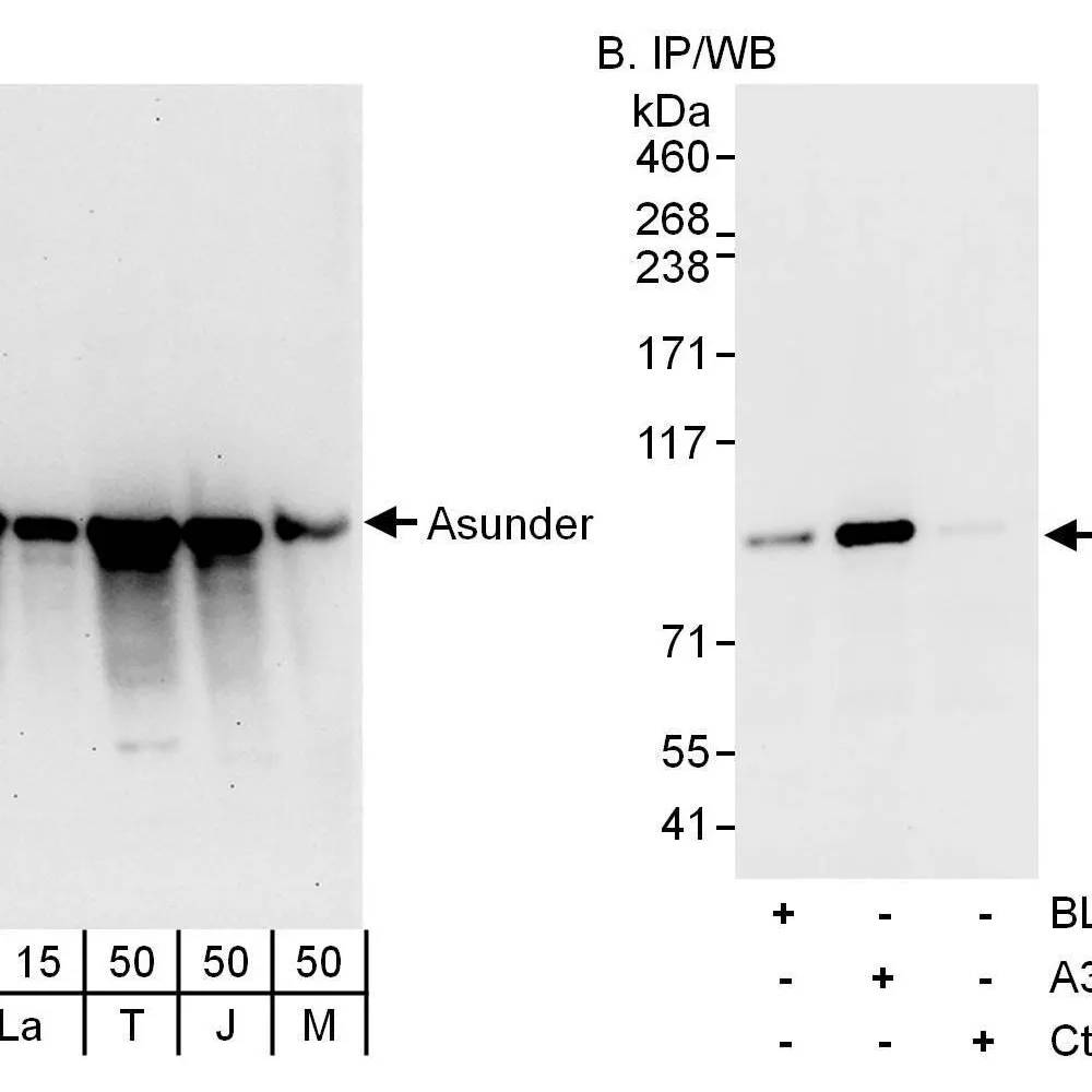 Rabbit anti-Asunder Antibody, Affinity Purified