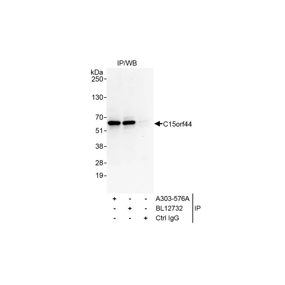 Rabbit anti-C15orf44 Antibody, Affinity Purified