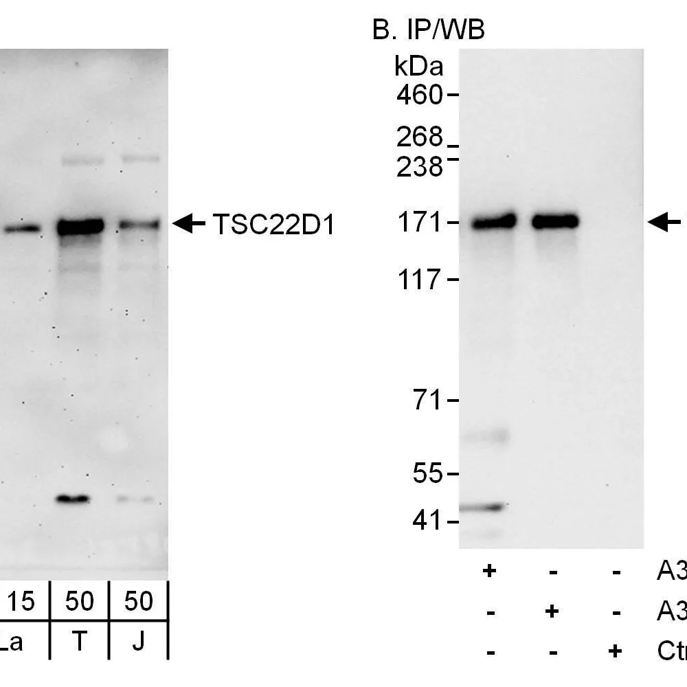 Rabbit anti-TSC22D1 Antibody, Affinity Purified