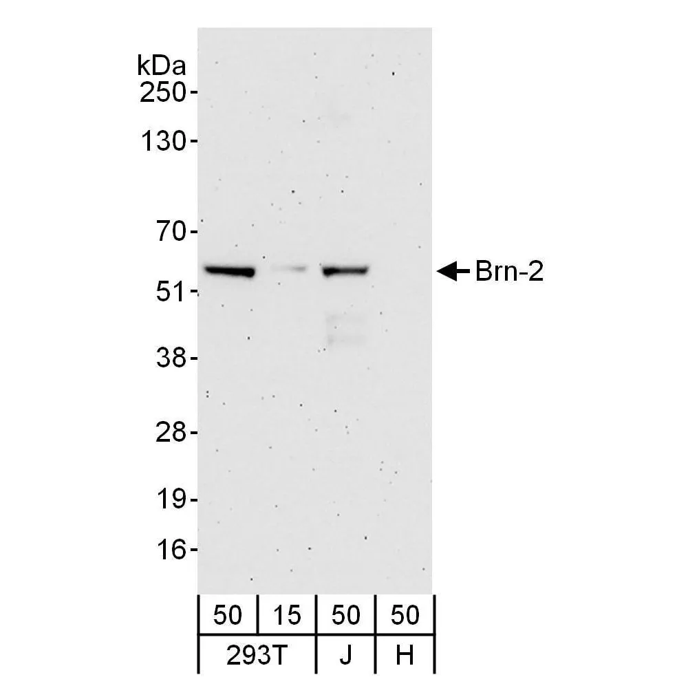 Rabbit anti-Brn-2 Antibody, Affinity Purified