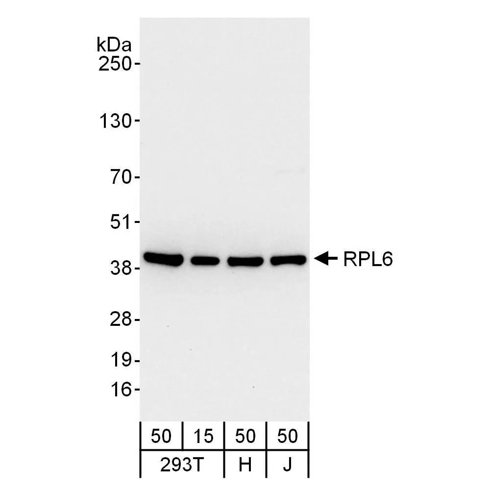 Rabbit anti-RPL6 Antibody, Affinity Purified