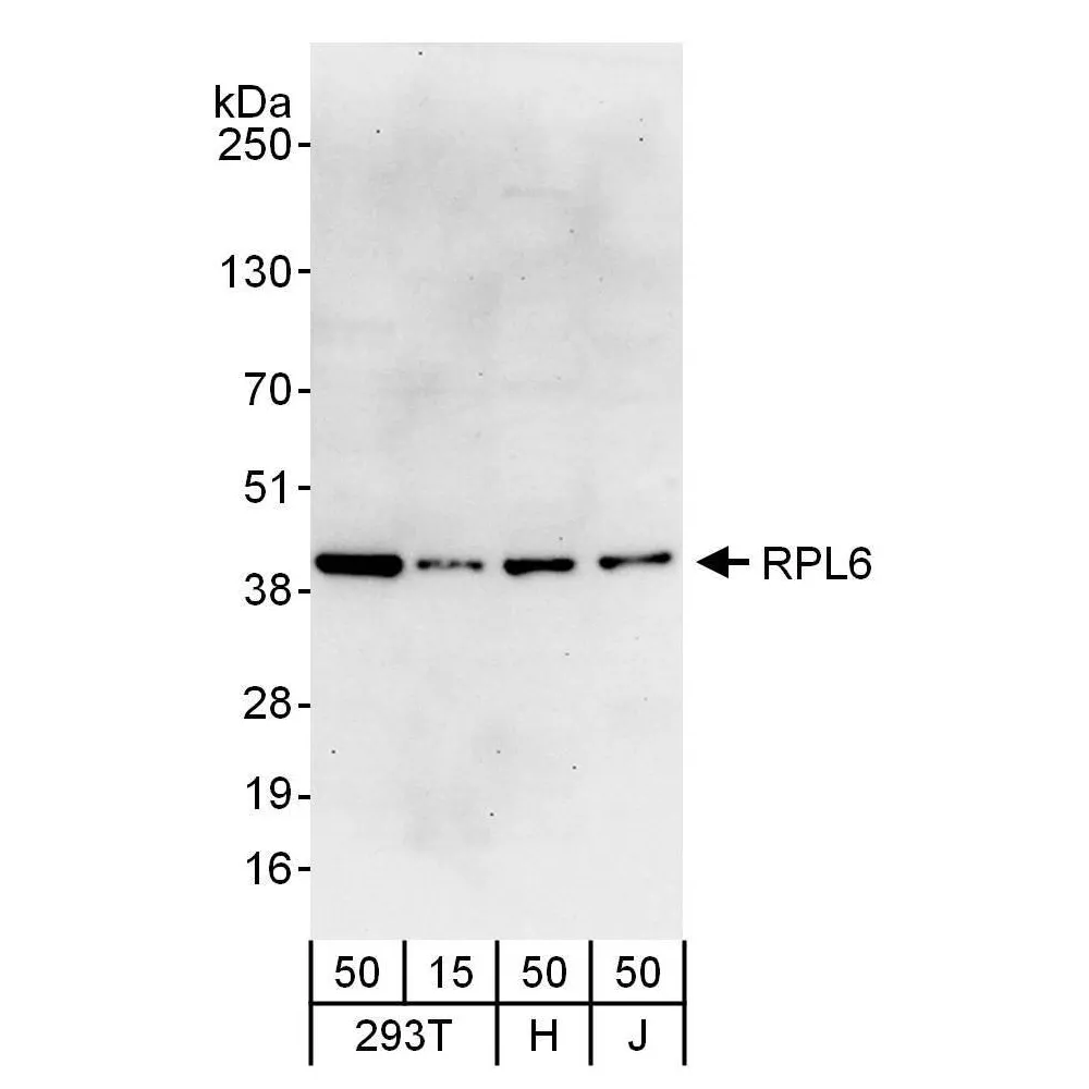 Rabbit anti-RPL6 Antibody, Affinity Purified