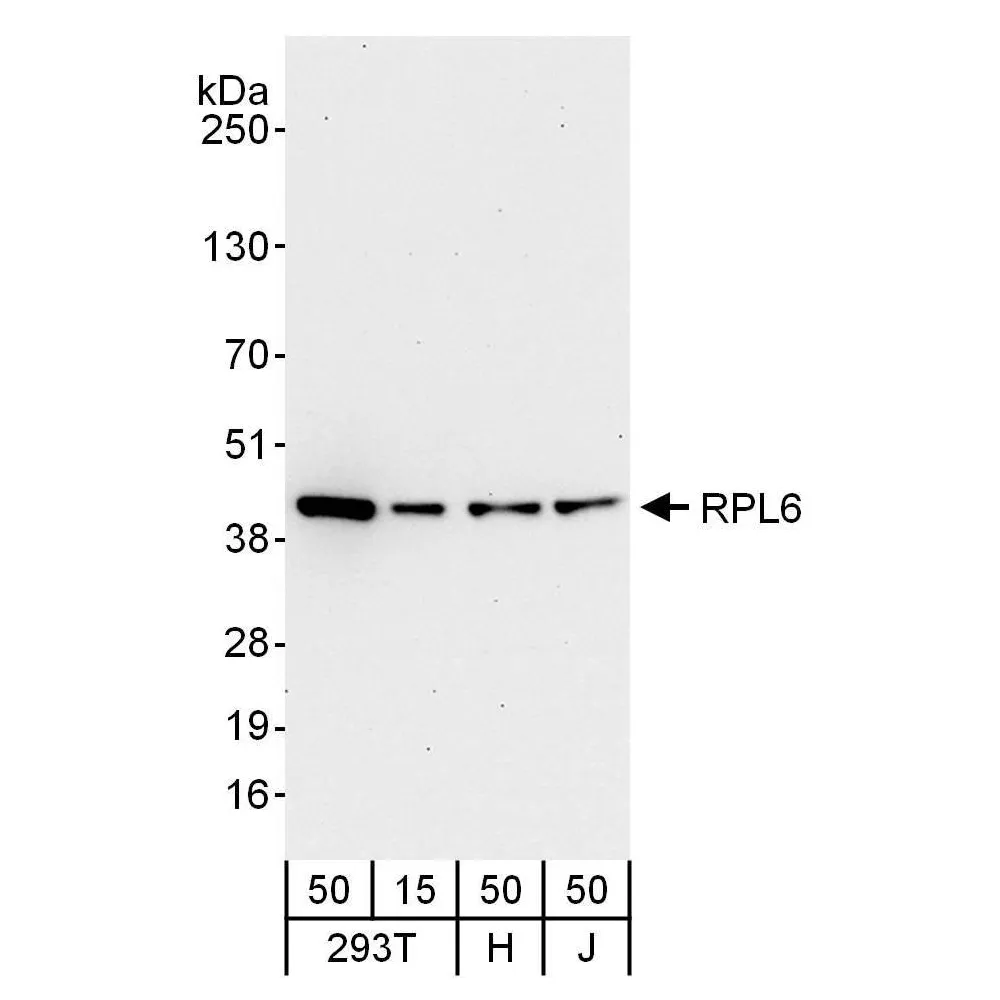 Rabbit anti-RPL6 Antibody, Affinity Purified