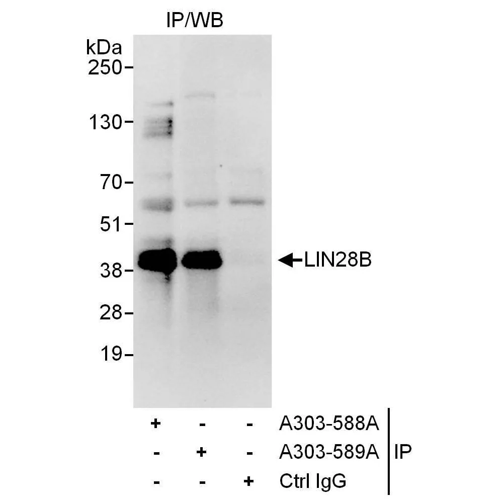 Rabbit anti-LIN28B Antibody, Affinity Purified